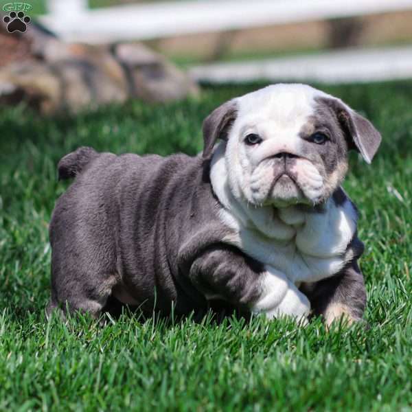 Misty Harbor, English Bulldog Puppy